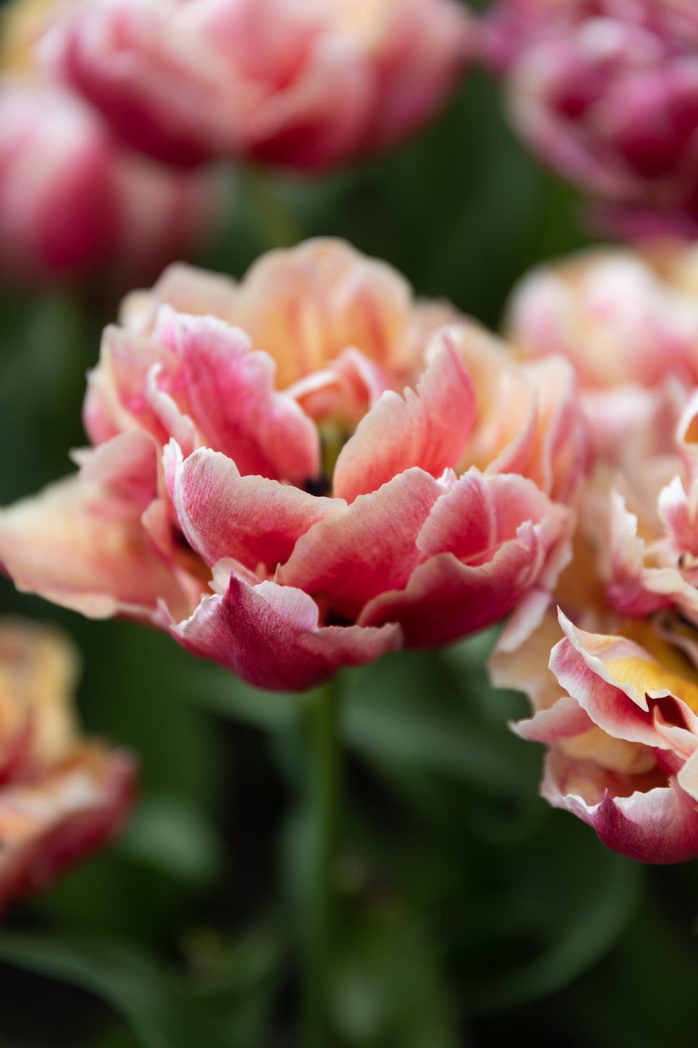 Tulipan 'Verona Sunrise'
